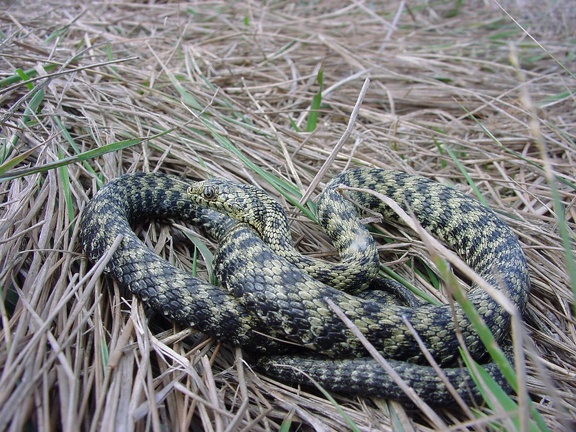Würfelnatter (Natrix tessellata)
